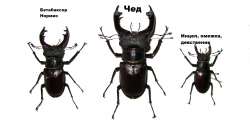 Lucanuscervus1922.JPG