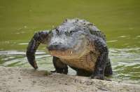 alligatorflorida.jpg