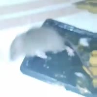 1785299979.webm