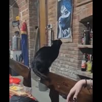 6253246326325634.mp4