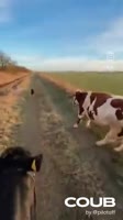 1740384973looped1740384972.mp4