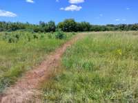 drygrass2.jpg