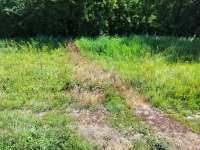 drygrass17518000056101.jpg