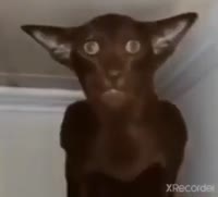 M I s h a i n t h e h e l l found footage360p.mp4