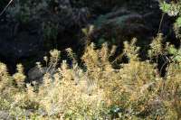 DSCF3527.jpg