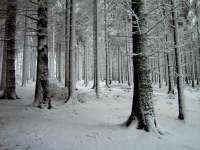 snowy-forest-1358061.jpg