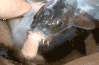 1593547450-0.gif