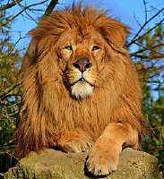 LiondAfrique.jpg