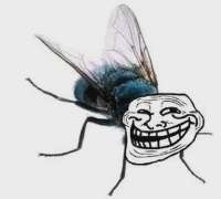 mosca.webp