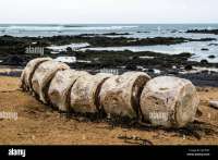 remains-of-a-stranded-whale-on-the-beach-on-the-coast-of-ytri-tunga-snfellsnes-iceland-2JFYR6Y.jpg