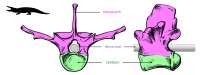 croc-vertebra-01.jpg
