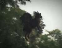 jersey-devil000.jpg