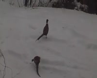 чуваки не прилетали .mp4