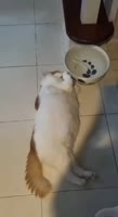 17327459858152.mp4