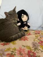 cat-with-yoru-plush-v0-70ostt4tp2zb1.jpg
