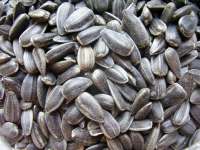 Sunflowersseeds.jpg