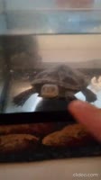 vid-20250516-203506FWWU6kVO.mp4