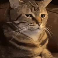 кот.gif