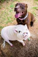 PitPig-9-52bd113549d64441bda69231d56e1ff9.jpg