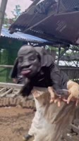 17482395823330.mp4