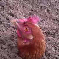 images (22).jpeg