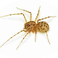 Scytodes-Thoracica.jpg