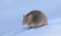 Домоваямышь(Musmusculus),Москва.jpg