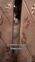 174992311947790296.mp4