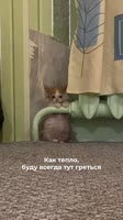 175017476315413915.mp4