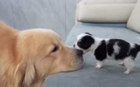 кусь.webm