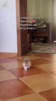 175164277179766465.mp4