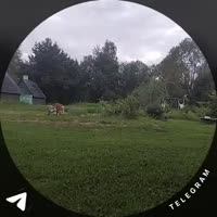 1753295787031.mp4
