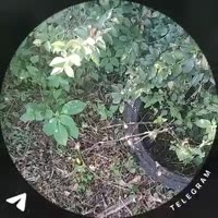 1753460013140.mp4