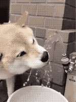 15938070214210.gif