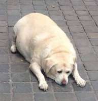 кокв.png