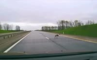 Псев зашел в тред.mp4