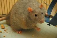 Ratdiabetic.jpg