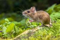 mice.jpg