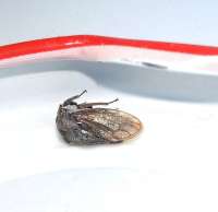IMG20250713104035~2.jpg