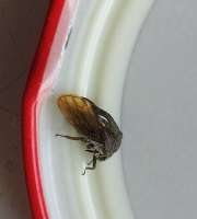 IMG20250713103941~2.jpg