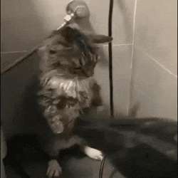 GIF20240602080928395.gif