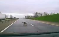 Псев зашел в тред.mp4