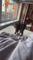 25427298710209983967.MP4