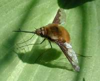 Bombyliusmajorfg01.jpg
