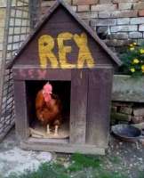 REX.png
