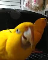 15808385130040.webm