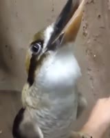 17565571420550.mp4