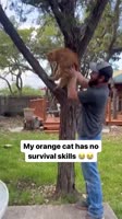 rapidsavecomorangecatwithnosurvivalskillsfo4vh070rs2d1.mp4