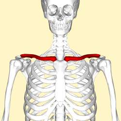 Clavicle-anteriorview.png