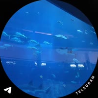 f96109ce8e.mp4